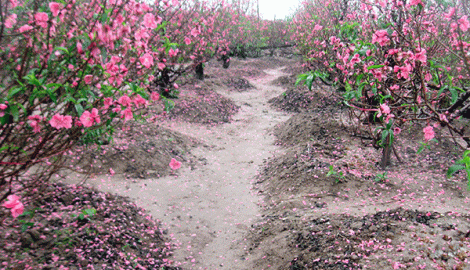 Nghề trồng hoa tết lo lắng vì thời tiết