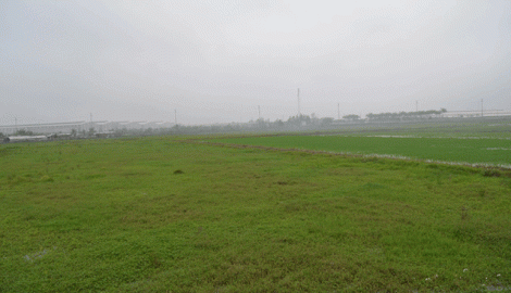 Nghịch lí… những cánh đồng không còn nông dân