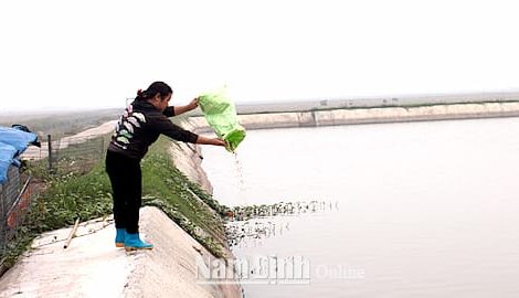 Giao Châu, Giao Thủy phát triển nuôi thủy sản