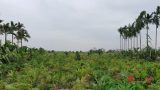 ‘Nhân sâm’ quý hơn vàng thất sủng, rẻ như trà đá, dân dứt ruột nhổ bỏ