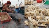 Nam Định: Ra biển kéo lưới trúng đậm tôm “hung dữ” toàn con to bự