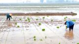 Nam Định : Rộn ràng xuống đồng gieo cấy lúa xuân