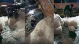 Clip quy trình làm bánh tráng trộn: Trải ra sàn bụi bẩn, dùng chân trần để đóng hàng đem đi tiêu thụ