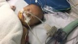 Sự sống mong manh của bé trai 5 tháng tuổi ở Ý Yên – Nam Định mắc bệnh tim