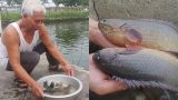 Nam Định: Thương binh cụt 1 chân sống khỏe nhờ cá rô “khổng lồ”
