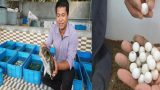 Nam Đinh: Bỏ lương công nhân về quê nghèo nuôi ba ba vài chục vạn con, 8X đổi đời, thu tiền tỷ mỗi năm