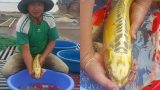 Nuôi loài cá nghìn đô trên sông Hồng, mỗi năm bỏ túi cả tỷ đồng
