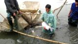 Nam Định: Hối hả thu cá dịp Tết, thu nhập mỗi hộ lên đến cả trăm triệu đồng