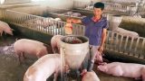 Làm giàu ở nông thôn: Nuôi lợn cho ăn hoa quả, nhân sâm