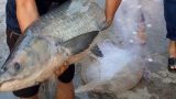 Nam Định: Điển hình nông dân sản xuất kinh doanh giỏi, cách làm giàu hay đang lan tỏa, có mô hình nuôi cá trắm đen