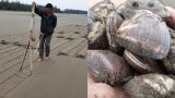 Nghề độc, lạ ở Nam Định: Đi cày trên biển bắt ngao to bự