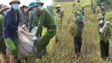 Ấm lòng mùa dịch: Công an lội ruộng gặt lúa giúp các trường hợp F1, F2 đang cách ly
