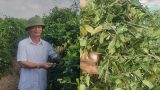 Nam Định: Trồng cây dây muôi trị tiểu đường, 1 sào lãi gần 20 triệu