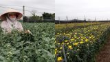 Làng hoa Mỹ Tân tất bật vào vụ tết