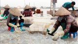Nam Định : Thu tiền triệu từ khai thác ‘lộc biển’
