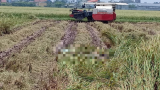 Phát hiện thi thể nam giới đang phân hủy khi gặt lúa ngoài đồng