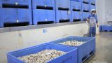 Thủy sản Nam Định tái cơ cấu để phát triển kinh tế biển