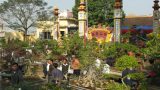 Nam Định: Lễ hội truyền thống hoa- cây cảnh Vị Khê