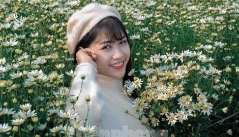 Thảm cúc họa mi trắng tinh khôi ở Nam Định ‘hút’ giới trẻ