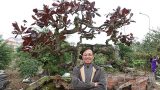 Cây 10 tỷ đồng của Phan Văn Vĩnh khủng cỡ nào?