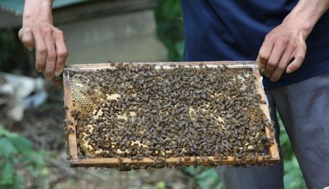 Nam Định: Làm giàu từ nghề nuôi ong dưới tán rừng sú vẹt