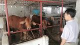 Vì sao dịch viêm da nổi cục lây lan ở Nam Định?