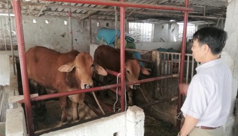 Vì sao dịch viêm da nổi cục lây lan ở Nam Định?