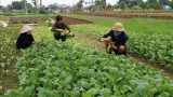 Toàn tỉnh thu hoạch được 7.690ha cây rau, màu vụ đông
