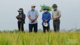 Lúa Dự Hương 8, Đài Thơm 8 nổi bật trên cánh đồng lớn Nam Định