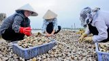 Nghĩa Hưng: Tạo sức bật từ kinh tế biển