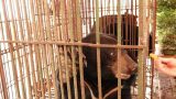Cứu hộ ba cá thể gấu ngựa tại Nam Định trong dịch Covid-19