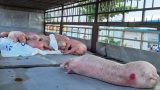 Nam Định yêu cầu thanh tra toàn diện sau vụ khai khống 28 tấn lợn dịch