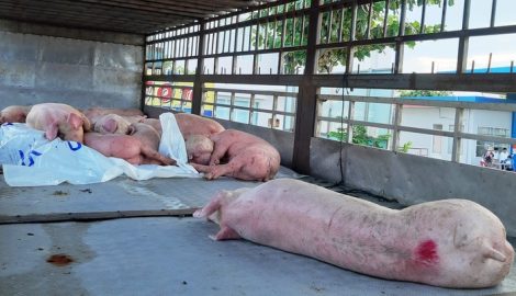 Nam Định yêu cầu thanh tra toàn diện sau vụ khai khống 28 tấn lợn dịch